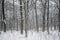 Dark grey forest or city park trees and bushes during snowfall in winter. Cold winter weather background