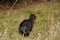 Dark grey tabby cat in the high dry grass on the field. Wild animal on the hunt, catch your own food.