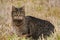 Dark grey tabby cat in the high dry grass on the field. Wild animal on the hunt, catch your own food.