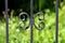 Dark grey vintage retro wrought iron family house fence decorative custom made ornament on green grass background