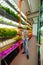 Dark-haired agriculturist wearing squared shirt standing in greenhouse