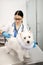 Dark-haired vet wearing lab coat examining white dog