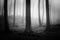 Dark haunted fantasy forest with fog on Halloween