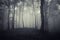 Dark haunted woods with fog