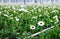 Dark-hearted white Gerbera flowers from close