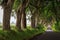 The Dark Hedge, Northern Ireland.