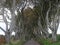 The Dark Hedges - Avenue of beech trees on the way to the Giants Causeway in the north of Ireland, Europe