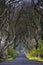 Dark Hedges, the beech tree road on Antrim Coast in Northern Ireland UK