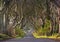 Dark Hedges, the beech tree road on Antrim Coast in Northern Ireland UK