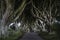 The Dark Hedges of County Antrim