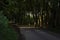 Dark Hedges lookalike with mature Beech trees casting heavy shade over a minor road