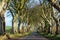 Dark Hedges in Northern Ireland, Famous path with tunnel like trees