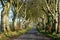 Dark Hedges in Northern Ireland, Famous path with tunnel like trees