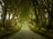 Dark Hedges road through old trees