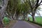 Dark Hedges stretch of road beech trees