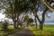 The Dark Hedges tree tunnel in Ballymoney, Northern Ireland