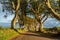 The Dark Hedges tree tunnel in Ballymoney, Northern Ireland