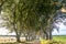 The Dark Hedges tree tunnel in Ballymoney, Northern Ireland