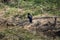 Dark Hooded crow or Corvus cornix grey and black small scarry curious looking bird sitting on dry branch over calm lake