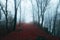Dark horror path in moody foggy forest