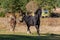 Dark horse with child galloping together free on a ranch in Bulgarian rural grassland in the autumn sun