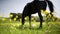 Dark horse on flower grass field in summer eating and enjoying