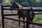 Dark horse stands in the corner of the fence on the farm and looks into the distance