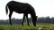 Dark horse with a white mane grazes grass on a lawn in slo-mo