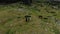 Dark horses with foals graze on a green meadow in a mountain gorge in cloudy weather. Aerial view