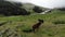 Dark horses with foals graze on a green meadow in a mountain gorge in cloudy weather. Aerial view