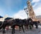 Dark horses are harnessed to a cart against the backdrop of the Belfort tower in Bruges, Belgium