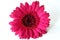 Dark Hot Pink Gerbera Daisy