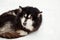 Dark husky dog lying on the snow