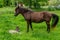 Dark Icelandic horse with her newly born foal