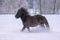 Dark Icelandic horse trotting in deep snow in winter