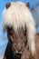 Dark Icelandic horse with  white mane in sunlight