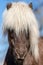 Dark Icelandic horse with white mane in sunlight