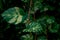Dark image green leaves,ivy leaf background.Tropical exotic leaf for wallpaper vintage Hawaii style pattern.soft focus image garde