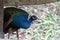 A dark iridescent blue feathered Peacock at a park