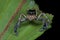 A dark jumping spider