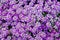 Dark Knight Sweet Alyssum flower in purple.