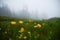 Dark landscape - mist, meadow, trees and flowers in mountains