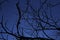 Dark leafless branches and blue sky