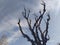 Dark leafless tree on the sky background