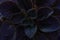 Dark leaves of purple African violet Saintpaulia, close-up. Absrtact background.