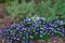Dark and light blue pansies in a big flowerbed