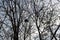 Dark and light. Silhouette of a squirrel sitting on a tree branch against a cloudy sky