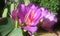 Dark lilac flower