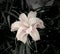 Dark Lily Flower