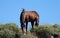 Dark liver chestnut wild horse stallion feeding on shrubs in the Salt River desert near Scottsdale Arizona USA